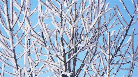 Branches Of Winter Trees Covered With Snow Stock Image Colourbox