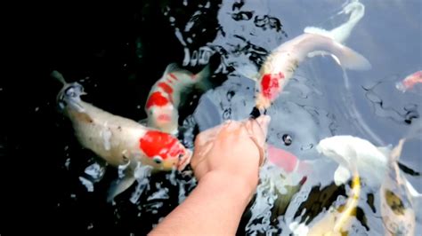 Hand Feeding Koi Fish Youtube