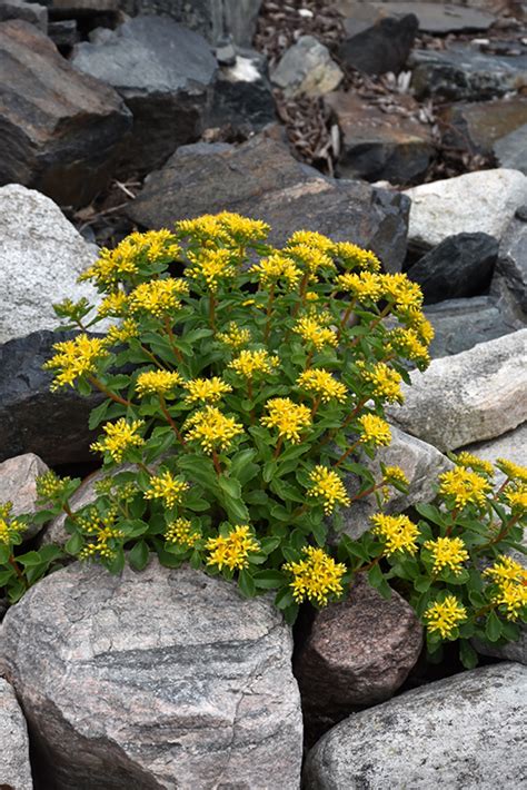 Kamtschaticum Sedum Sedum Kamtschaticum In Inver Grove Heights Minnesota Mn At Gertens