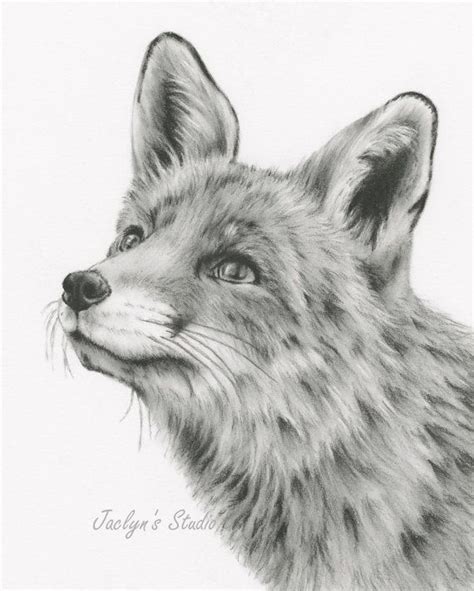 Fox Art Charcoal Sketch Charcoal Drawing Giclee Print 8x10 Animal