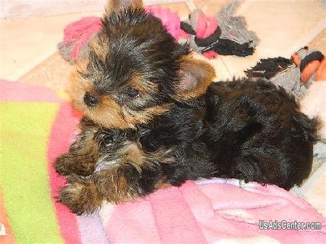 Subscribe to the get birmingham pets newsletter. Two Teacup Yorkie Puppies For Free Adoption | Pets for sale in Birmingham, Alabama | UsAdsCenter ...