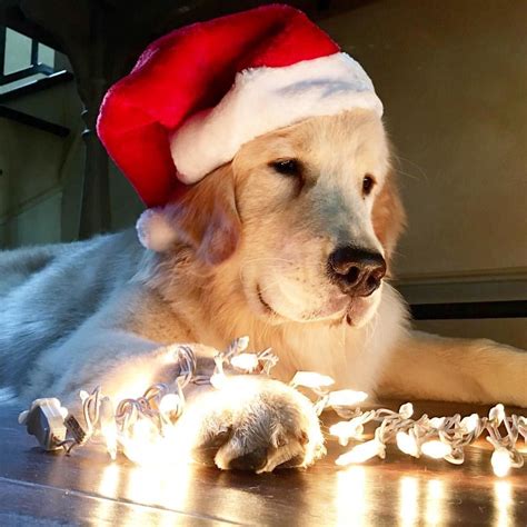 Golden Retriever Puppies Dog Christmas Pictures Christmas Dog