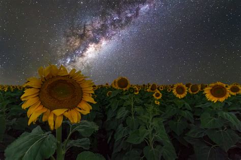 Sunflowers Australia Night Sky Stars Space Galaxy Milky Way