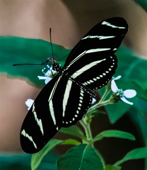 Zebra Longwing Alabama Butterfly Atlas