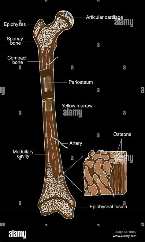 Illustration Of Bone Structure Stock Photo Alamy