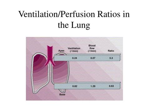 Ventilation Perfusion Relationships And Why Is Ventilation Higher At