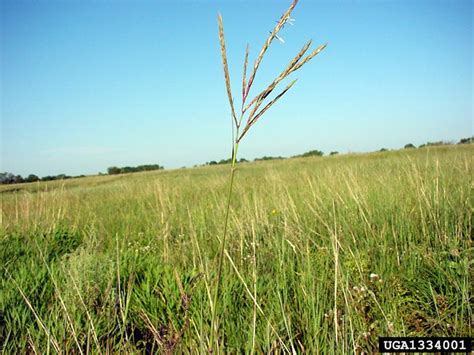 Establishing Native Grass Forages In The Southeast Alabama