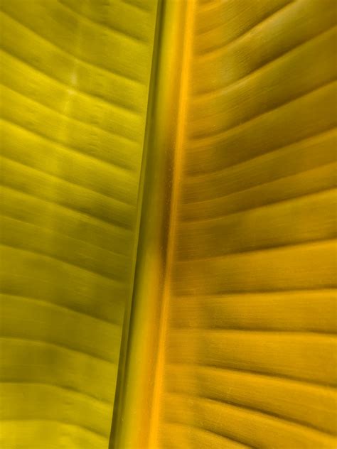 Yellow Palm Tree Leaf Free Stock Photo Public Domain Pictures