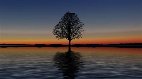 Download Wallpaper 1920x1080 Tree Lonely Horizon Reflection Sunset