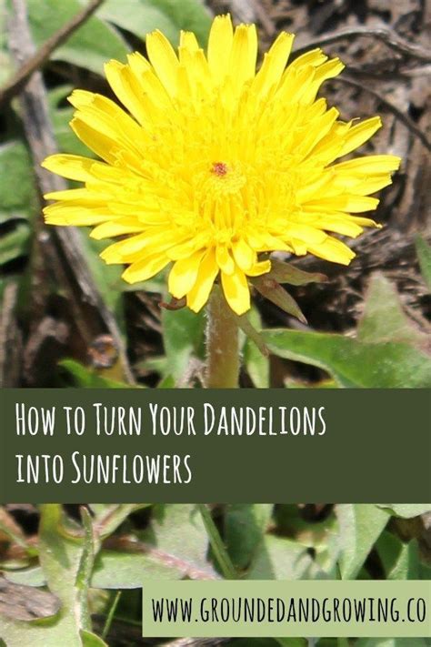 How To Turn Your Dandelions Into Sunflowers Dandelion Gardening For