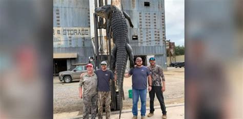 Longest Alligator Weighing 800 Pounds Caught In Arkansas