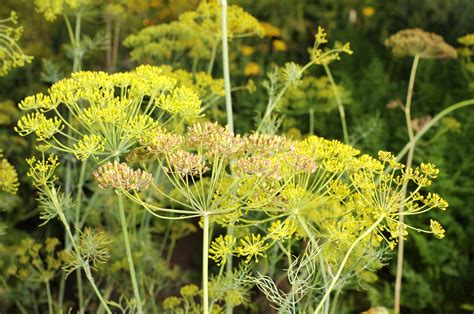 Which Of These Dill Plant Varieties Is Right For You Garden And Happy