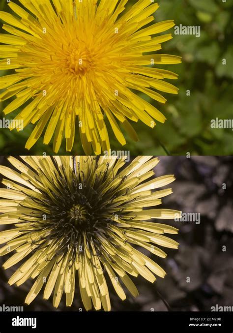 Comparison Of Possible Bee Insect Vision In Different Parts Visible