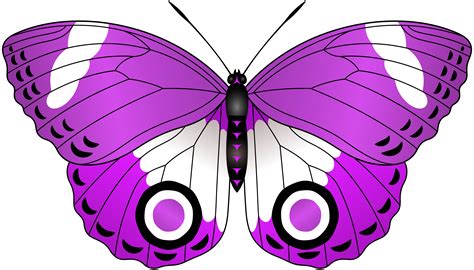 Purple Butterfly Clipart Free