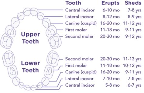 Little Gators Pediatric Dentistry Tooth Eruption