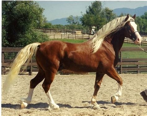 welsh  stallion beautiful horses horses horse breeds