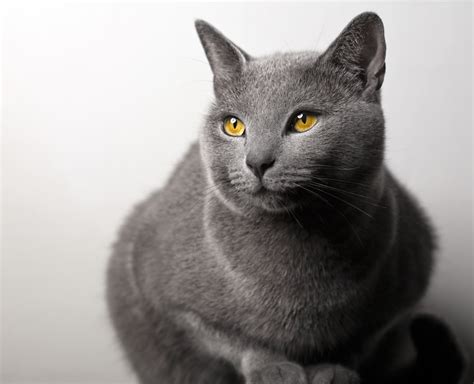 Chartreux Cat Breed Profile Litter Robot