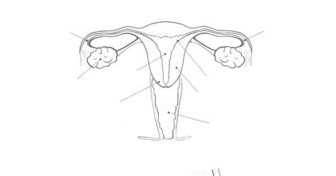 Femenino Voortplantingsstelsel Reproductivo Reproductive Vrouwelijk
