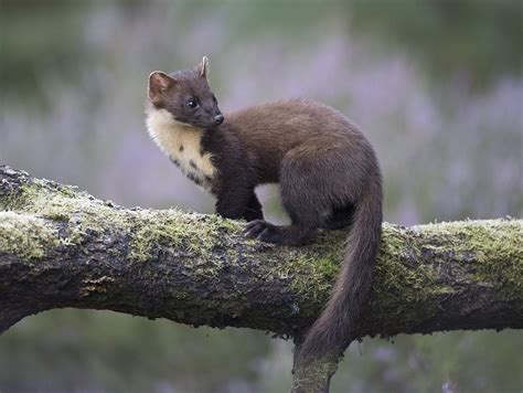 Scotland Scottish Animals Pine Marten British Wildlife