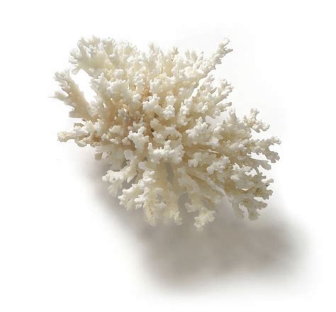Rough White Spiny Coral Ocean Specimen Photograph By Terryfic3d Fine