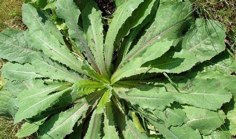 Medicinal Use Of Wild Lettuce Lactuca Virosa Lamiaceae Herbs And
