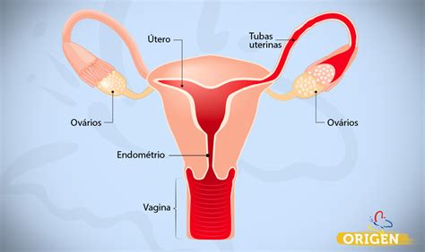 Sistema Reprodutivo Feminno Ovarios Utero Tubas Endometrio Vagina