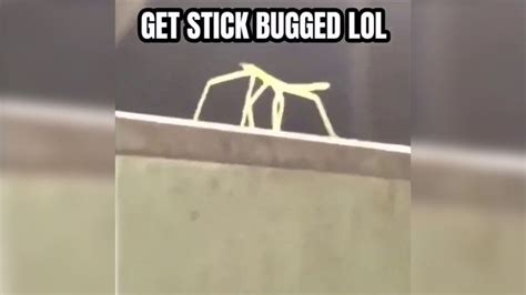 Get Stick Bugged Lol Stick Bug Lol Bug Songs