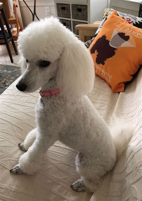 A White Poodle Standing On Top Of A Bed