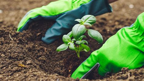 The Habit Of Gardening Can Help You Live A Healthy Life Here Is How