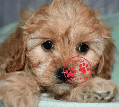 Depending on the parents, doodle puppies can have. Cavapoo puppies - cavapoo puppies for adoption - Global ...