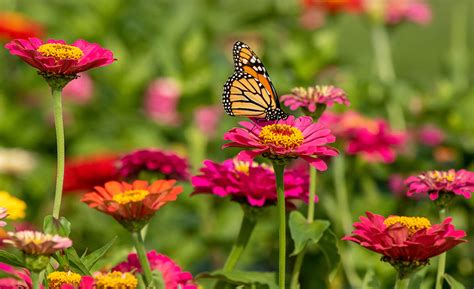 How To Attract Butterflies To Your Garden The Home Depot