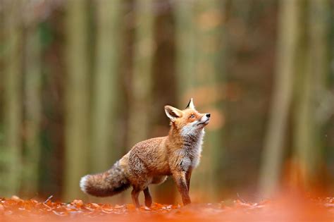 10 Animals That Live In Coniferous Forests Worldatlas