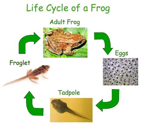 How could this problem be solved? Frog's Life Cycle