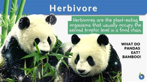 Herbivore Definition And Examples Biology Online Dictionary
