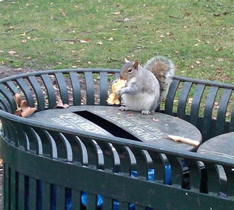 19 fat squirrels that totally over ate this winter pleated jeans