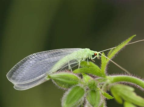 The Green Lacewing The Only Lacewing That Hibernates Saga