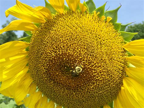 Scenes From The Sunflower Bloom At Mckee Beshers Wildlife Management