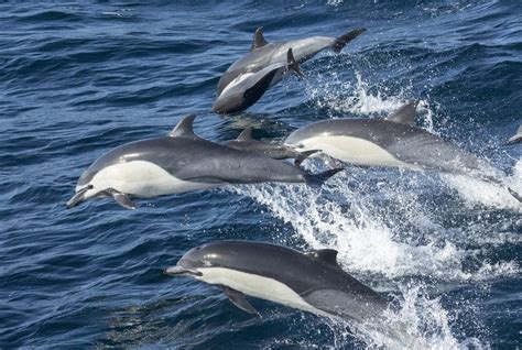 10 Ways To Help Protect The Oceans Dolphin Project