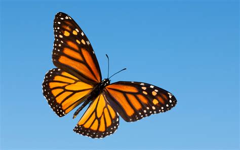 12 Monarch Butterfly Hd Wallpapers Background Images