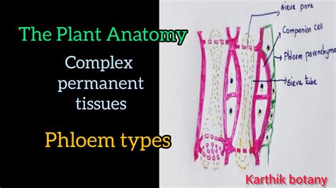 Chapter 9 Complex Permanent Tissues Phloem And Phloem Types கூட்டு