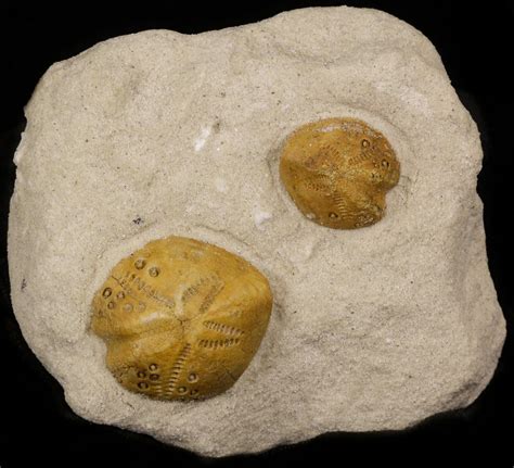 Two Lovenia Sea Urchin Fossil Beaumaris Australia 31076 For Sale