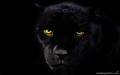 35 Gambar Hd Wallpaper Black Panther Animal Terbaru 2020 Miuiku