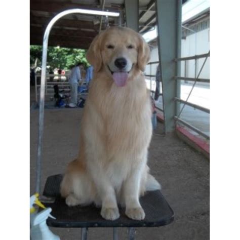 You'll find below all the articles written in the puppy category of this site. Highland Springs Breeders, Golden Retriever Breeder in ...