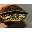 Chicken Turtle  Deirochelys Reticularia Brad Glorioso’s Personal