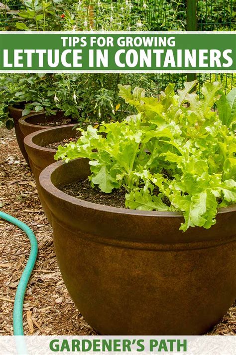 How To Grow Lettuce In Containers Gardeners Path