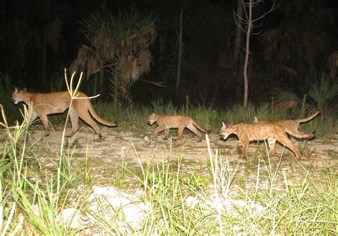 The florida panther was one of the first animals listed under the endangered species act when the law first passed in 1973, and it is recognized as the state animal of florida. File:Florida panther family (5164634982).jpg - Wikimedia ...