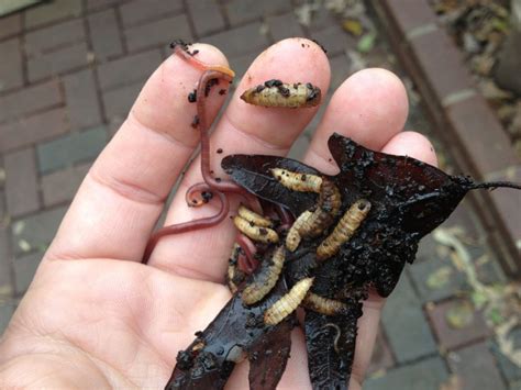 Composting Worms And Black Soldier Fly Larvae Worm Composting