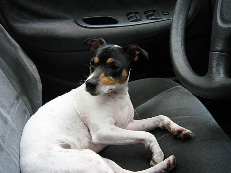 His hair sticks up in a wiry fashion all over his body. Chilean Fox Terrier Info, Temperament, Puppies, Pictures