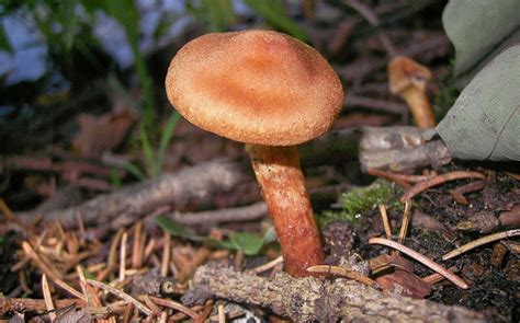 10 Most Poisonous Mushrooms Planet Deadly