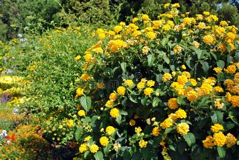 Yellow Lantana Flowers Stock Image Image Of Petal Plant 69915867